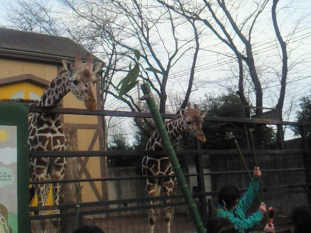 羽村市動物公園のエサやりツアーに参加しました 関東周辺の日帰り旅行